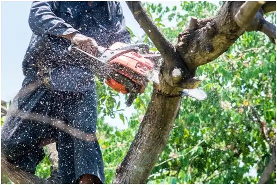 tree services Rogue River